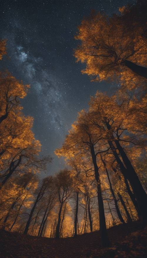 Starry autumn night sky canopying over a quietly sleeping woodland.