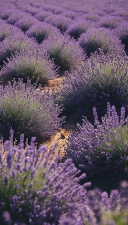 Peternakan lavender yang berkibar dengan lebah sibuk mengumpulkan serbuk sari.