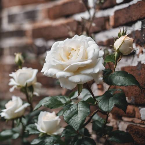 Ein blühender weißer Rosenbusch wächst vor einer verwitterten Backsteinmauer.