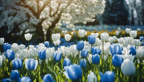 Ogród pełen niebieskich tulipanów pośród delikatnych białych lilii.