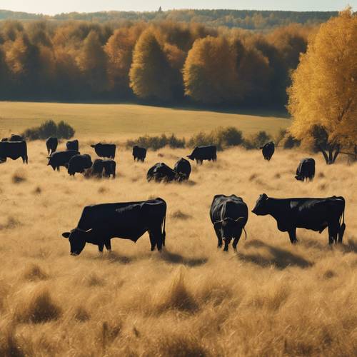 一群黑色安格斯牛在金色的秋天田野裡吃草。