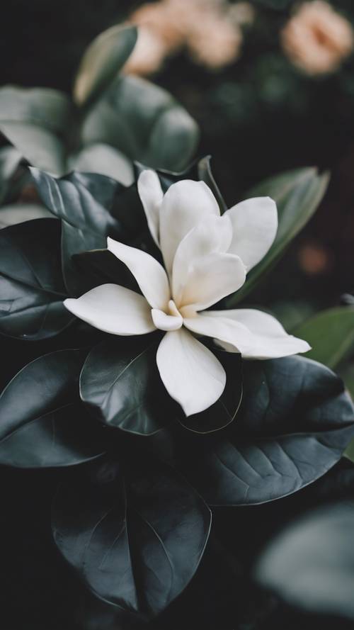 Una gardenia negra con pétalos aterciopelados que desprende una fragancia sutilmente dulce en un jardín del sur.