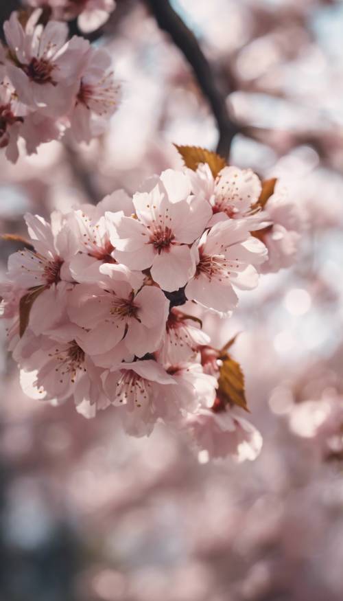 Ein hübscher Kirschblütenbaum in voller Blüte, der seine Blütenblätter in der Frühlingsbrise ausbreitet.