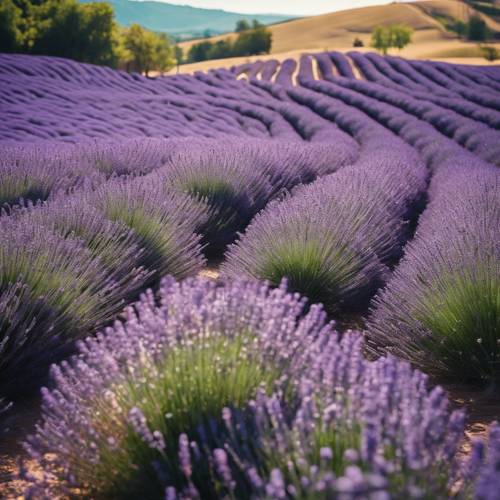 Leuchtende Reihen violetten Lavendels schlängeln sich unter einem klaren blauen Himmel durch die sanft geschwungenen Hügel.