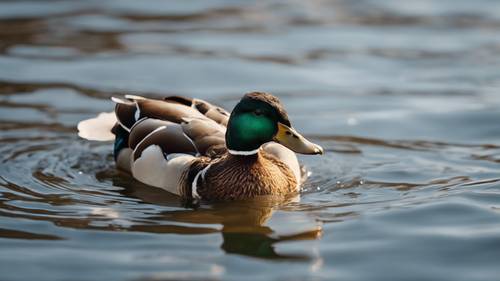 Eine anmutige Ente mitten im Tauchgang, die auf der Suche nach Nahrung ihren Kopf in einen klaren See taucht.
