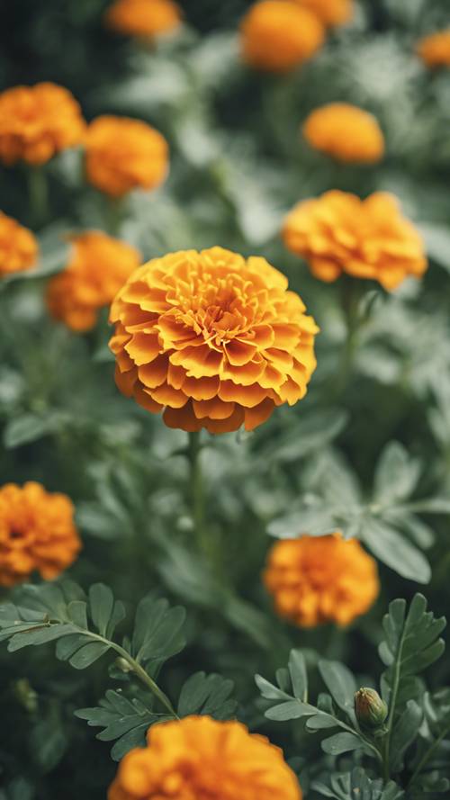 A vintage style marigold with vibrant color amidst dull green leaves.