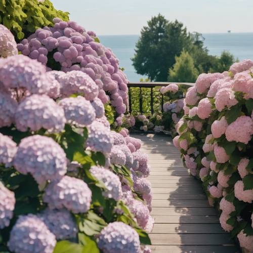 Ein Blick von einem Balkon auf ein Meer aus Hortensien, durchsetzt mit gewundenen Gartenwegen.