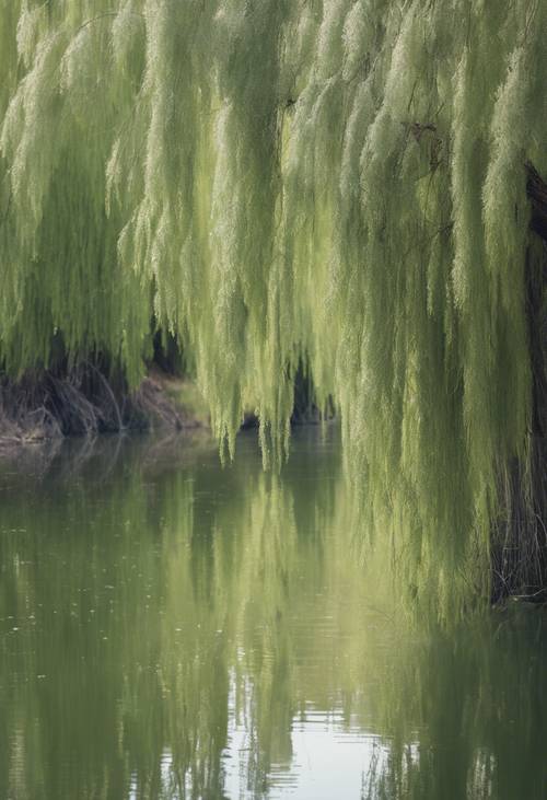 A tranquil scene of sage green willow trees lining a quiet river. Tapeta [c5bf470415ba449d9f4d]