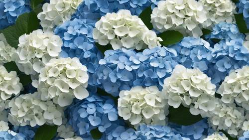 Uma variedade de flores de hortênsia em diferentes estágios de floração, formando um gradiente do branco ao azul profundo.