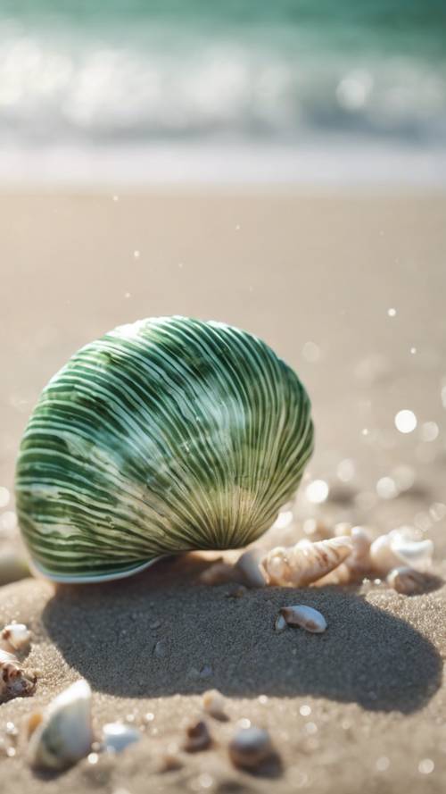 An attractive, green striped sea shell lying on the beach.