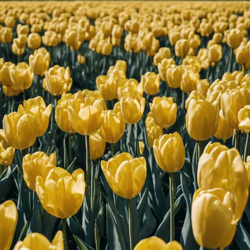 Amsterdam&#39;da berrak mavi gökyüzünün altında, tamamen çiçek açmış canlı bir sarı lale tarlası.