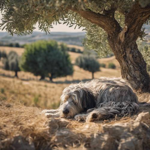 オリーブの木の下で眠るベルガマスコ・シェパード犬、遠くにイタリアの丘の村が見える