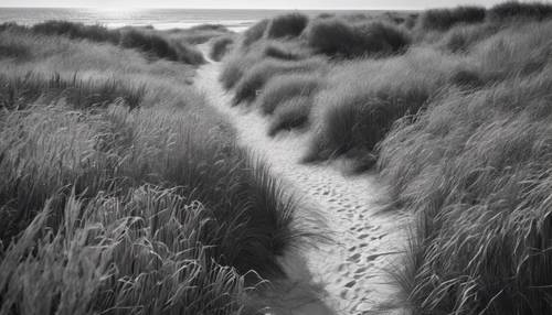 Foto udara hitam dan putih dari jalur pantai, berkelok-kelok melalui gandum laut yang subur menuju air.