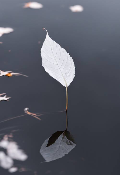 A single white leaf, floating serenely on a reflective black pond