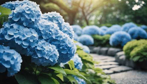 宁静的日本花园，盛开着蓝色的绣球花。