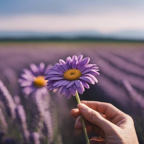 Tangan lembut memegang bunga aster ungu dengan latar belakang ladang lavender