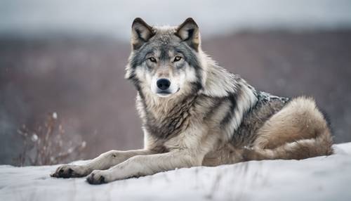 Majestatyczny szary wilk siedzący na szczycie pokrytego śniegiem wzgórza w północnej Alasce.