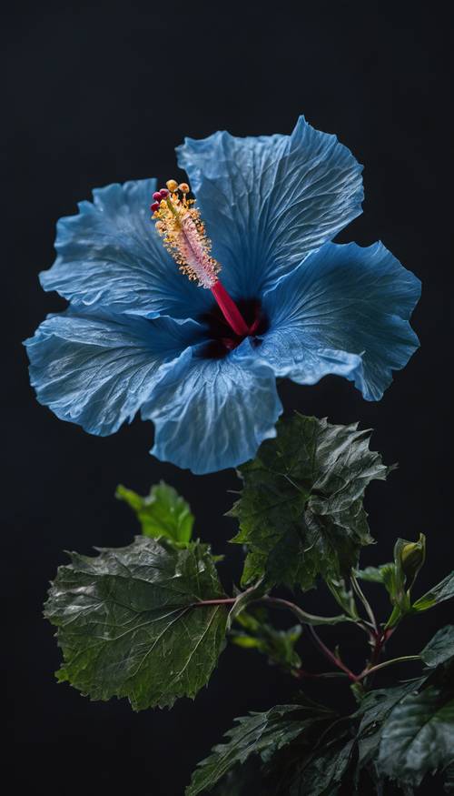 A delicate blue hibiscus flower against a striking black background.