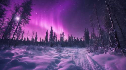 Black and purple northern lights shimmering over a desolate snow-covered forest.