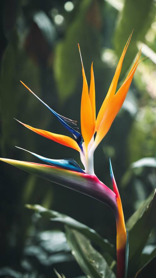 Eine exotische Paradiesvogelblume, klar umrissen vor einem Dschungelhintergrund.