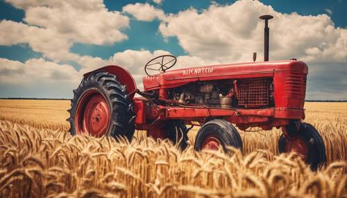 正午天空蔚藍的金色麥田裡，一輛老式紅色拖拉機行駛在金色的麥田裡。