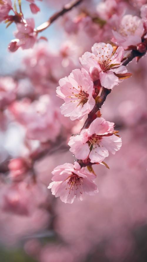 Крупным планом яркие розовые цветы вишни, блестящие от утренней росы.