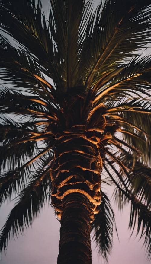 在溫暖的夜晚，一棵搖曳的深色棕櫚樹的特寫。