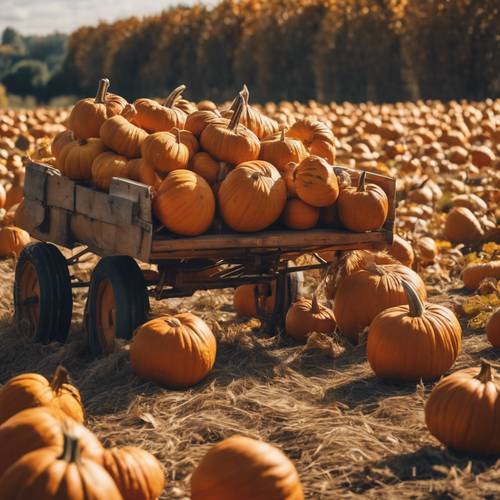 A pumpkin harvest in a farmwagon under the autumn sun.