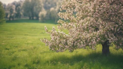 Kwitnąca jabłoń stojąca samotnie na zielonej, miękkiej łące.