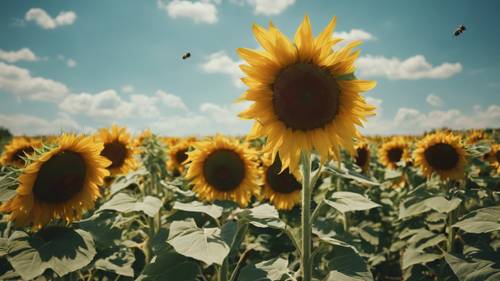 晴れた日のひまわり畑、青い空と蜜蜂が花から花へ舞う光景