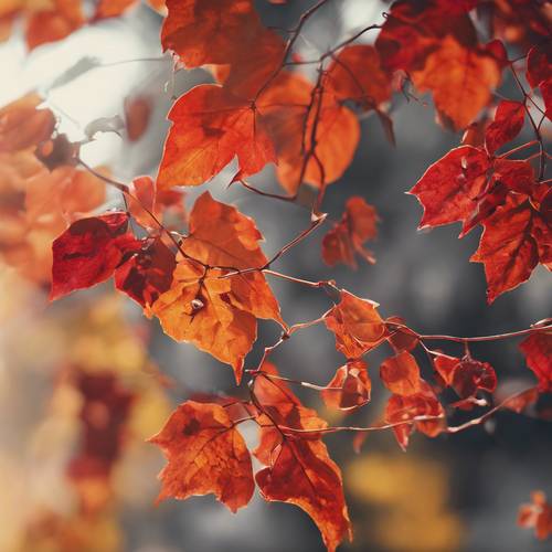 Um detalhe de uma videira de outono com folhas vermelhas e laranja.