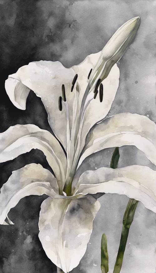 A monochromatic watercolor painting of a white lily against a dark backdrop.