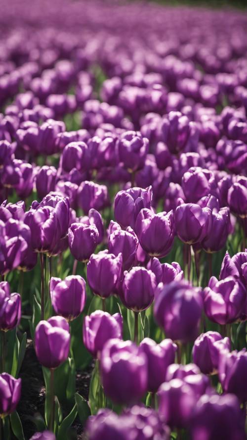 A sea of purple tulips swaying gently in the afternoon breeze. Tapéta [c0f4802f9d974fb5a5ee]