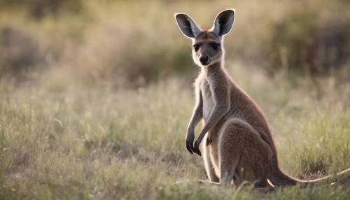 A baby kangaroo, or joey, peeking out of its mom's pouch with an expression of curiosity