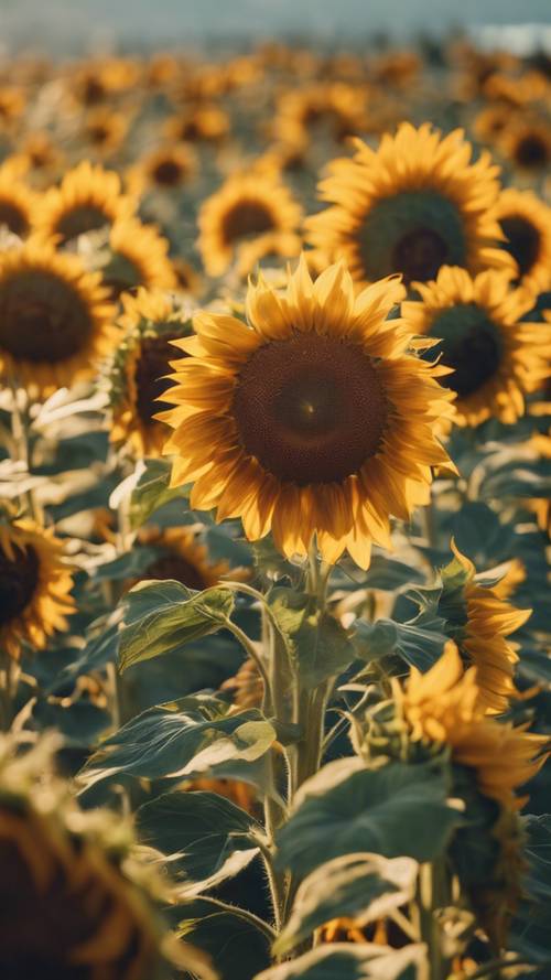 Ladang bunga matahari yang semarak diterangi oleh sinar matahari pagi.