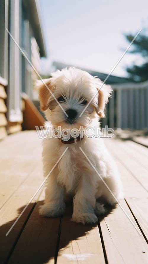 Güneşli bir günde sevimli küçük köpek yavrusu