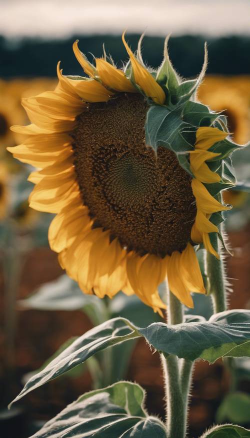 Bunga matahari di ladang yang luas, difoto dari kejauhan untuk menekankan kesendiriannya.