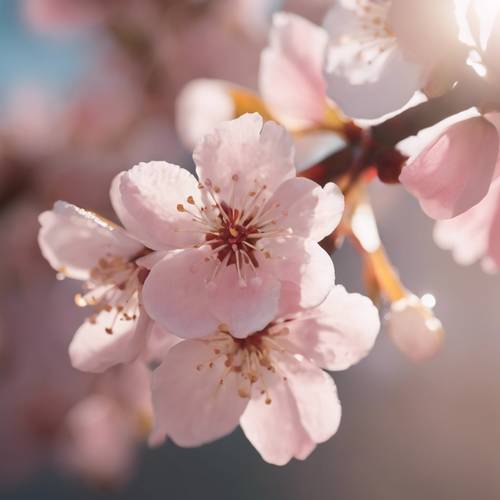 Eine Nahaufnahme einer einzelnen Kirschblüte mit zartrosa Blütenblättern und sonnenbeschienenen Tautropfen.