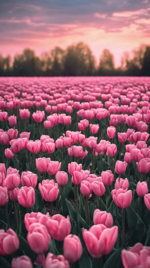 Ladang penuh bunga tulip merah muda di bawah langit senja yang menyejukkan.