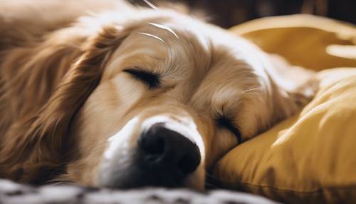 Koyu sarı bir yastığın üzerinde huzur içinde uyuyan bir altın av köpeği.