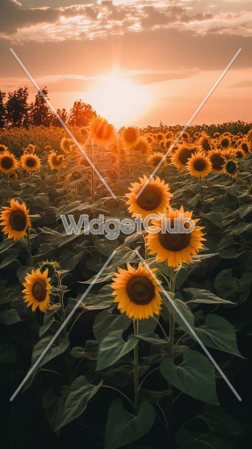 Abendrot über einem Sonnenblumenfeld