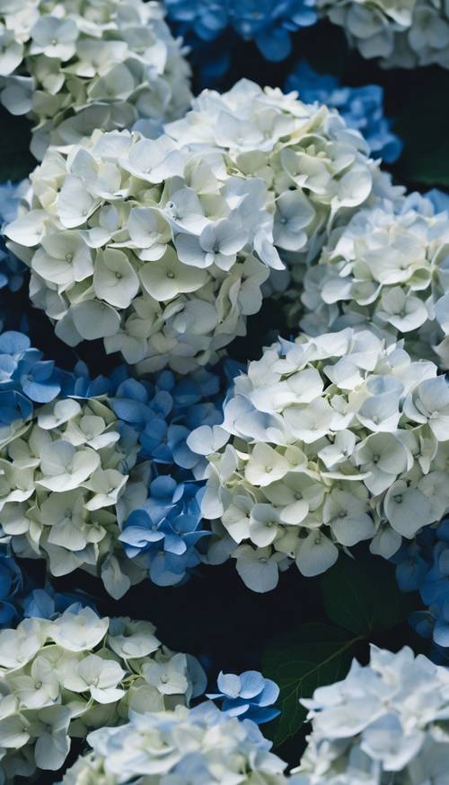 Grono hortensji, mieszanka białych i ciemnoniebieskich kwiatów, w pełnym rozkwicie