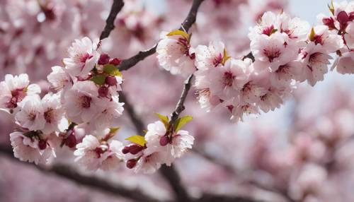 Pola cabang bunga sakura yang berbunga tak berujung, bertransisi dari putih bersih di ujungnya menjadi merah muda muda di bagian tengah dan magenta tua di pangkalnya.