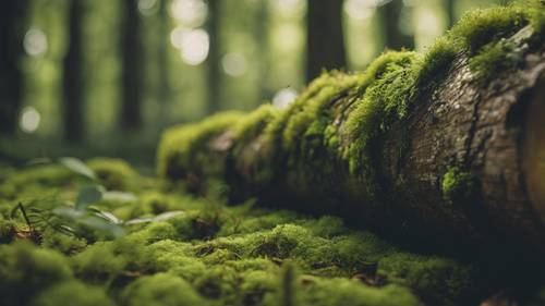 A moss-covered log in a green forest with an inspirational quote about balance.