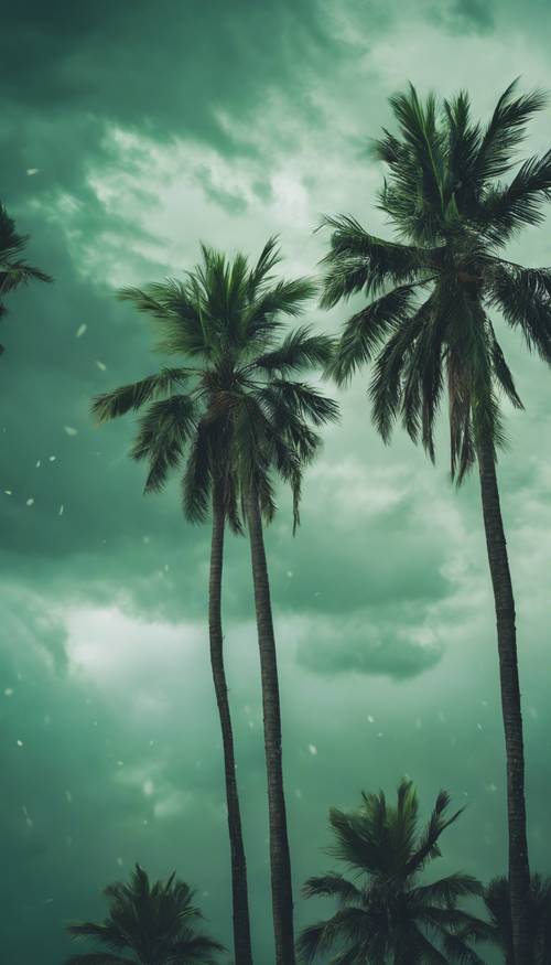 Several palm trees in varying shades of green against the backdrop of a stormy sky.