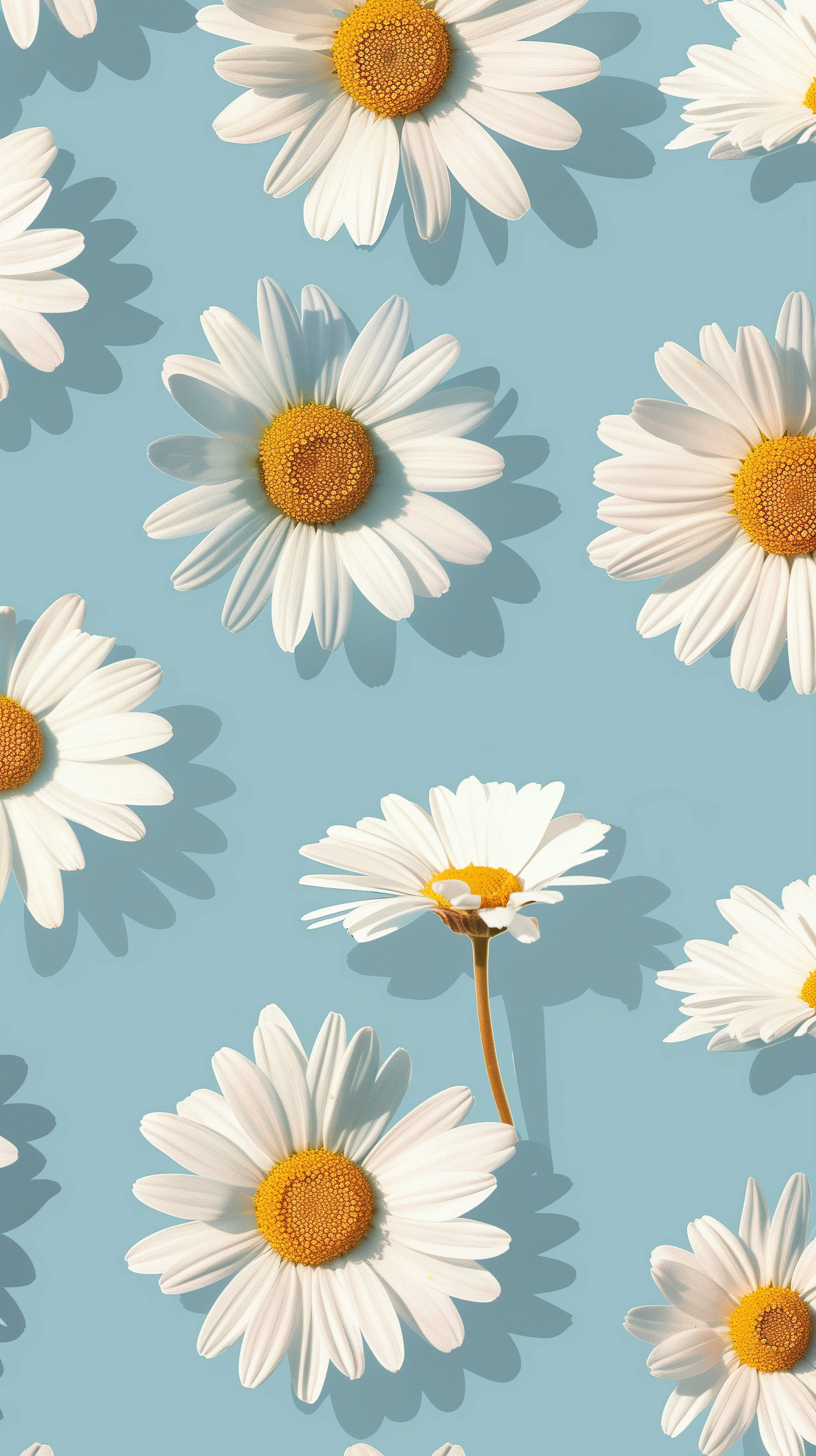 Bright and Cheerful Daisies on Blue Background Tapet[981412da94ff4e28a93d]