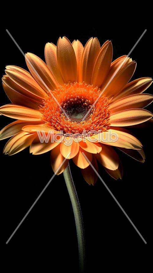 Fleur orange vif sur fond sombre