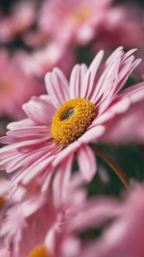 近距离观察盛开的粉色雏菊。