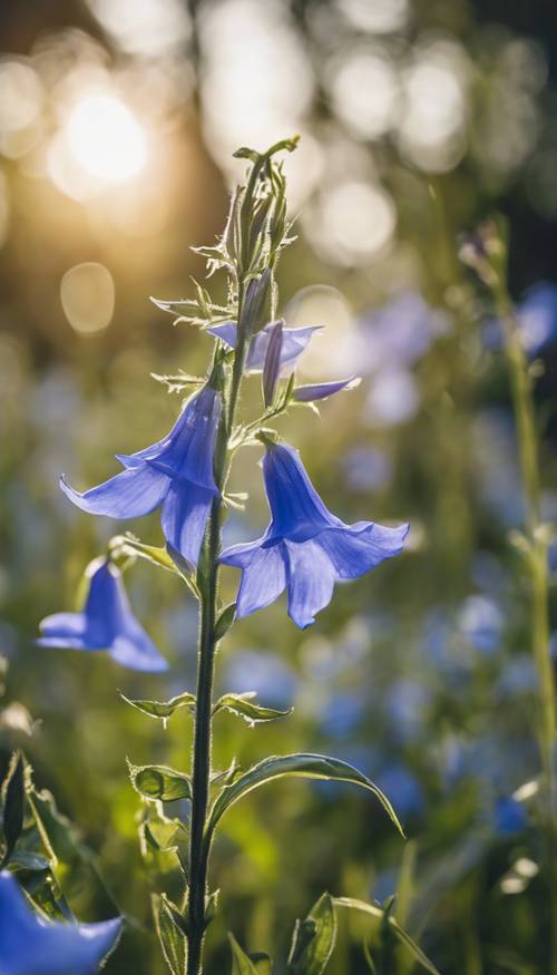 A vibrant blue and white bellflower illuminated by the morning sun