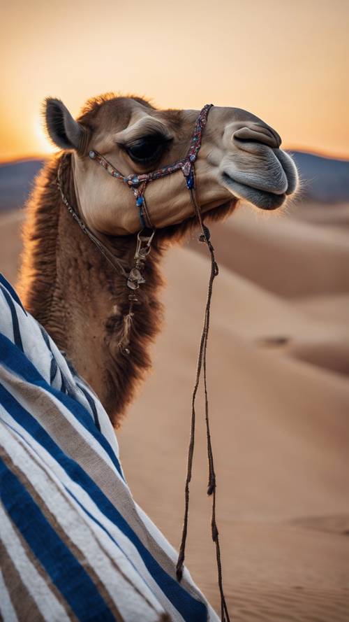 日落時沙漠中的一頭駱駝，背上披著藍白條紋的毯子。